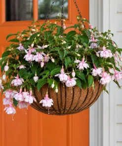 Soft Pink Fuchsia Live Plant – 4-6 inch Tall, 6 Inch Pot – Outdoor Flower - Image 5
