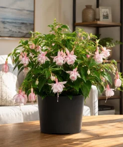 Soft Pink Fuchsia Live Plant – 4-6 inch Tall, 6 Inch Pot – Outdoor Flower - Image 6
