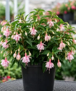 Soft Pink Fuchsia Live Plant, 4-6 inch Tall, 6 Inch Pot, Pink Flowers - Image 6