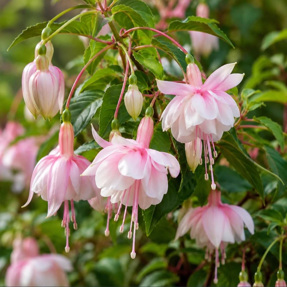 Soft Pink Fuchsia Live Plant, 4-6 inch Tall, 6 Inch Pot, Pink Flowers - Image 1
