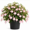 Soft Pink Fuchsia Live Plant – 4-6 inch Tall, 6 Inch Pot – Outdoor Flower - Image 1