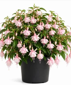 Soft Pink Fuchsia Live Plant – 4-6 inch Tall, 6 Inch Pot – Outdoor Flower - Image 1