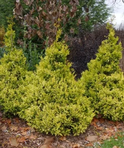 Soft Serve Gold False Cypress Live Plant, 4 inch Pot, Outdoor Evergreen - Image 2