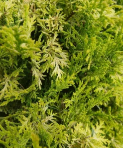 Soft Serve Gold False Cypress Live Plant, 4 inch Pot, Outdoor Evergreen - Image 1