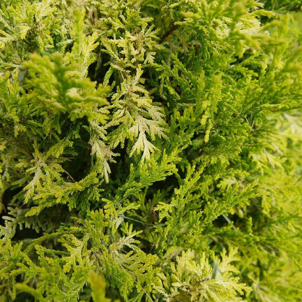 Soft Serve Gold False Cypress Live Plant, 4 inch Pot, Outdoor Evergreen - Image 1