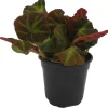 Soli-mutata Begonia Live Plant – Sun-Changing Begonia – 4 inch Pot – Potted Houseplant - Image 1