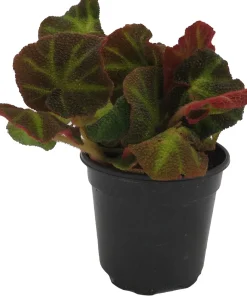 Soli-mutata Begonia Live Plant – Sun-Changing Begonia – 4 inch Pot – Potted Houseplant - Image 1