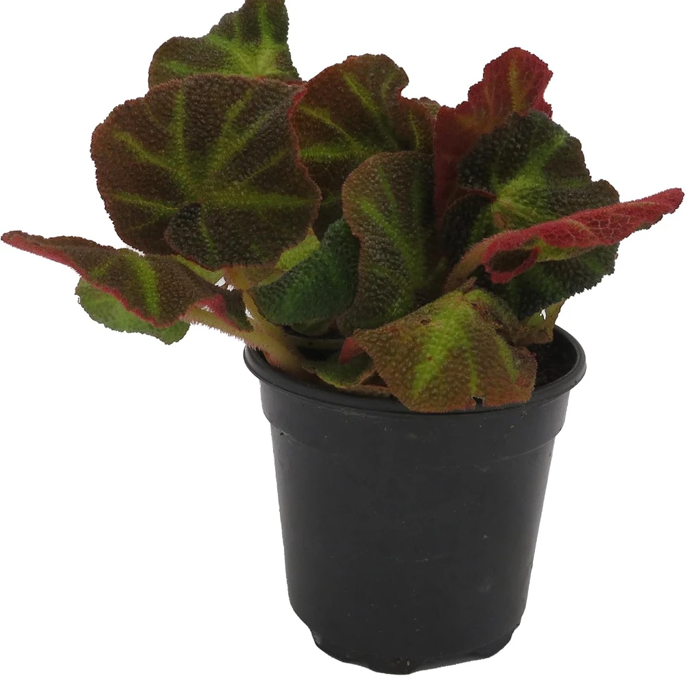 Soli-mutata Begonia Live Plant – Sun-Changing Begonia – 4 inch Pot – Potted Houseplant - Image 1