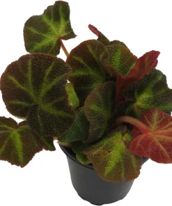 Soli-mutata Begonia Live Plant – Sun-Changing Begonia – 4 inch Pot – Potted Houseplant - Image 3