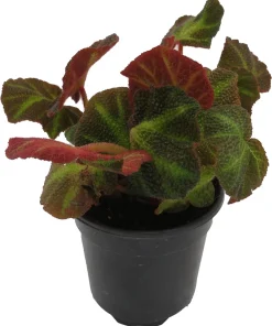 Soli-mutata Begonia Live Plant – Sun-Changing Begonia – 4 inch Pot – Potted Houseplant - Image 4