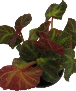 Soli-mutata Begonia Live Plant – Sun-Changing Begonia – 4 inch Pot – Potted Houseplant - Image 5