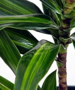Song of Jamaica Dracaena Live Plant – 6