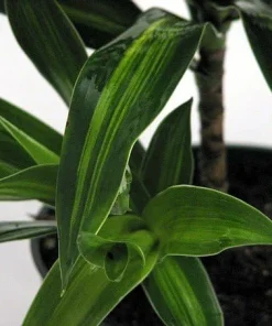 Song of Jamaica Dracaena Live Plant – 6