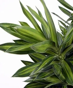 Song of Jamaica Dracaena Live Plant – 6