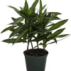 Song of Jamaica Dracaena Live Plant – 6" Pot – Indoor Houseplant - Image 1
