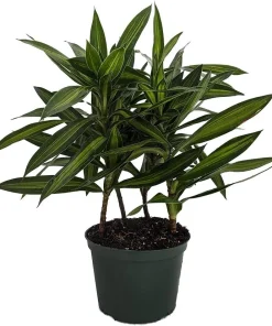 Song of Jamaica Dracaena Live Plant – 6