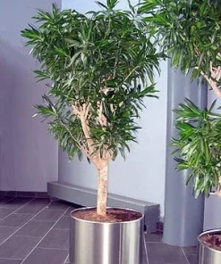 Song of Jamaica Dracaena Live Plant – 6