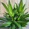 Song Of Jamaica in 6" Pot, Dracaena reflexa. - Image 1