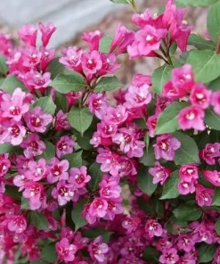 Sonic Bloom Punch Weigela Live Plant – Vibrant Pink Flowers – Everblooming – 4 inch Pot - Image 3