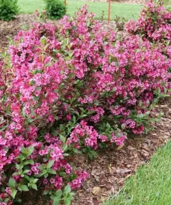 Sonic Bloom Punch Weigela Live Plant – Vibrant Pink Flowers – Everblooming – 4 inch Pot - Image 4