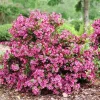 Sonic Bloom Punch Weigela Live Plant – Vibrant Pink Flowers – Everblooming – 4 inch Pot - Image 1