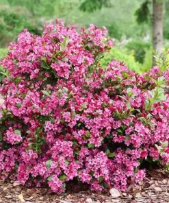 Sonic Bloom Punch Weigela Live Plant – Vibrant Pink Flowers – Everblooming – 4 inch Pot - Image 1