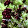 Sooty Sweet William Seeds - 75 Seeds, Gothic Maroon Flowers, Zones 4-9 - Image 1