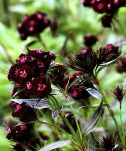 Sooty Sweet William Seeds - 75 Seeds, Gothic Maroon Flowers, Zones 4-9 - Image 1