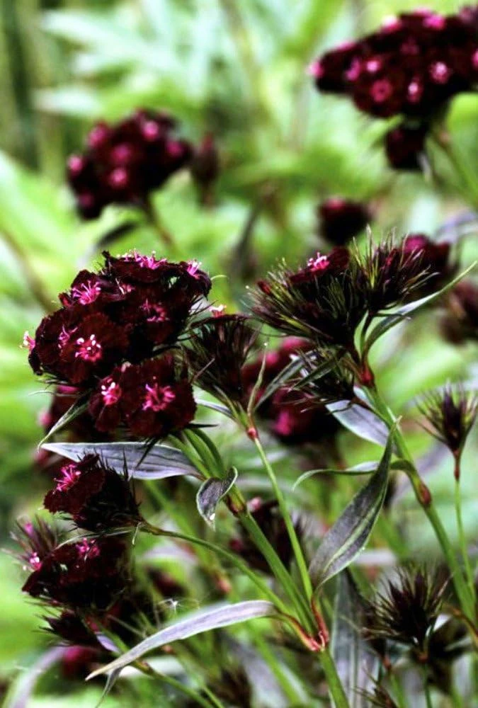 Sooty Sweet William Seeds - 75 Seeds, Gothic Maroon Flowers, Zones 4-9 - Image 1