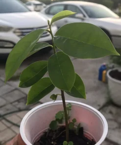 Soursop Guanabana Graviola Live Plant, 5-9 inch Annona Muricata Tropical Tree - Image 3