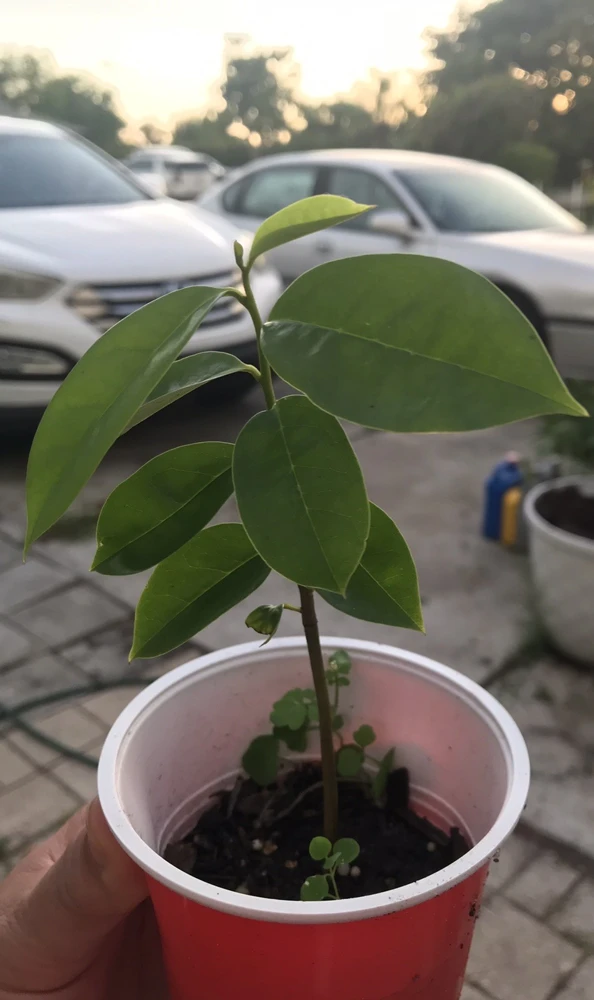 Soursop Guanabana Graviola Live Plant, 5-9 inch Annona Muricata Tropical Tree - Image 3