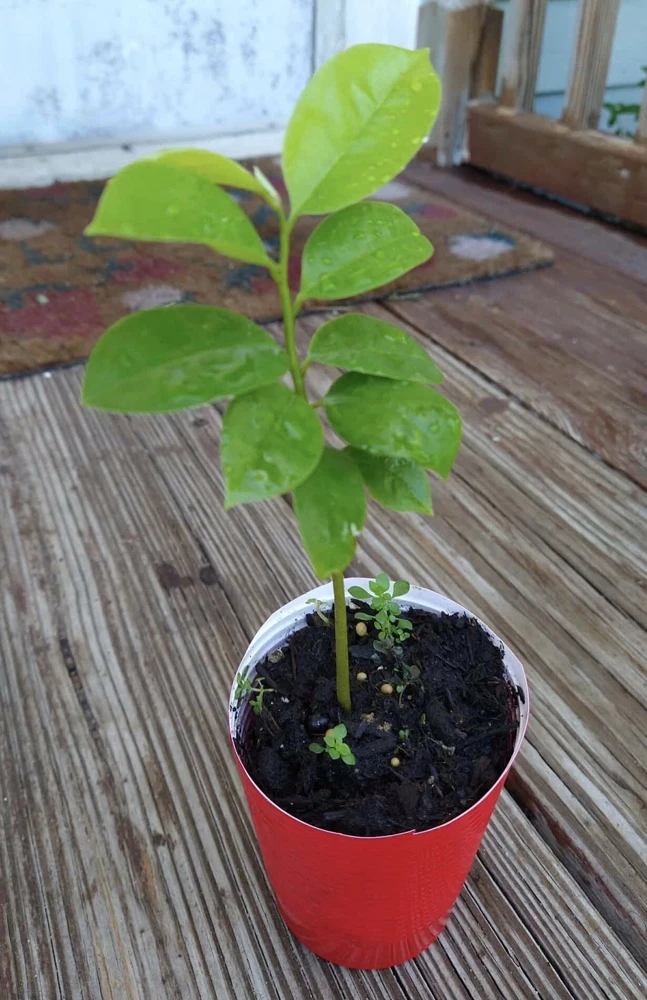 Soursop Guanabana Graviola Live Plant, 5-9 inch Annona Muricata Tropical Tree - Image 7
