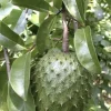 Soursop Guanabana Graviola Live Plant, 5-9 inch Annona Muricata Tropical Tree - Image 1
