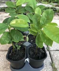 Soursop Guanabana Graviola Live Plant 9-14 in Potted Starter Tropical Outdoor - Image 2