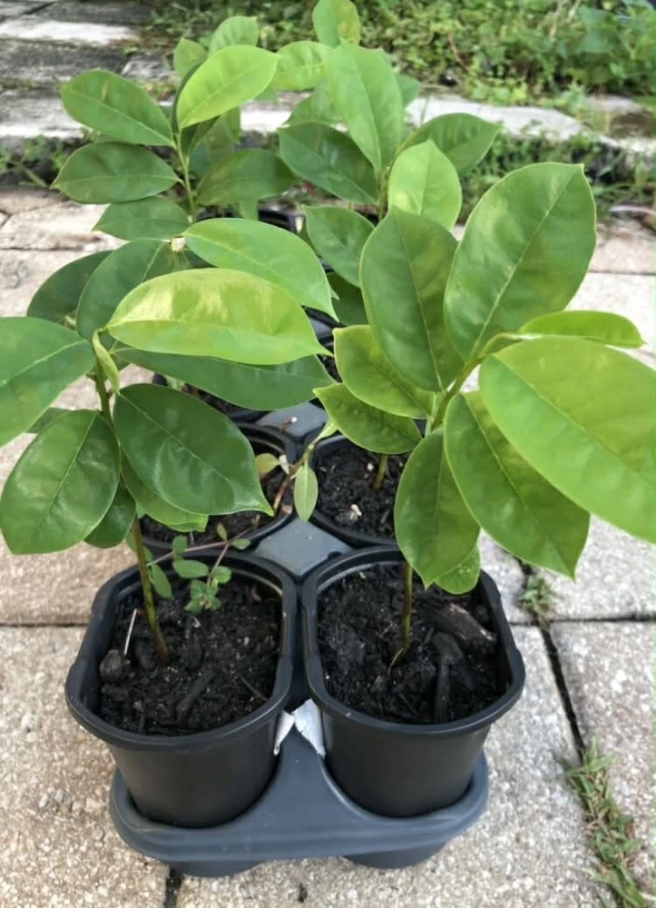 Soursop Guanabana Graviola Live Plant 9-14 in Potted Starter Tropical Outdoor - Image 2