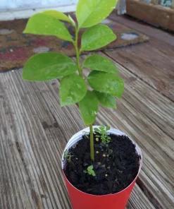Soursop Guanabana Graviola Live Plant 9-14 in Potted Starter Tropical Outdoor - Image 3