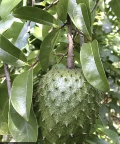 Soursop Guanabana Graviola Live Plant 9-14 in Potted Starter Tropical Outdoor - Image 4