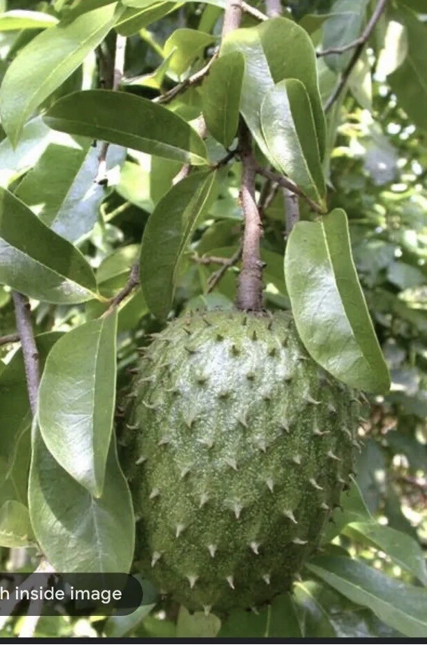 Soursop Guanabana Graviola Live Plant 9-14 in Potted Starter Tropical Outdoor - Image 4