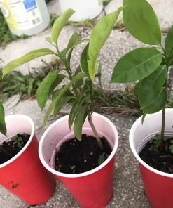 Soursop Guanabana Graviola Live Plant 9-14 in Potted Starter Tropical Outdoor - Image 5