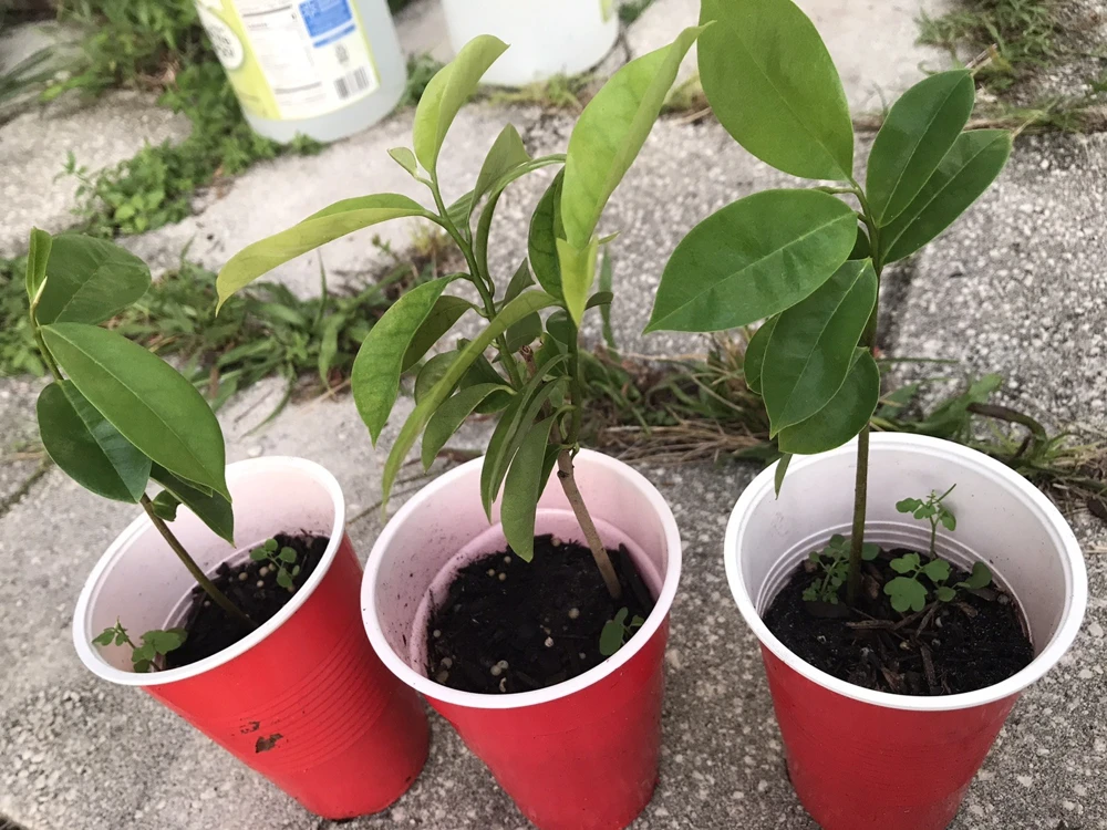 Soursop Guanabana Graviola Live Plant 9-14 in Potted Starter Tropical Outdoor - Image 5