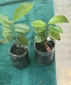 Soursop Guanabana Graviola Live Plant 9-14 in Potted Starter Tropical Outdoor - Image 6