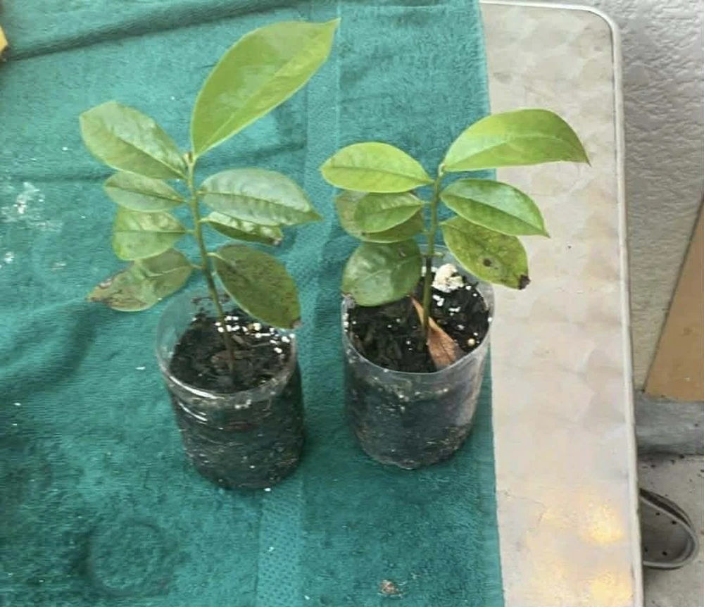 Soursop Guanabana Graviola Live Plant 9-14 in Potted Starter Tropical Outdoor - Image 6