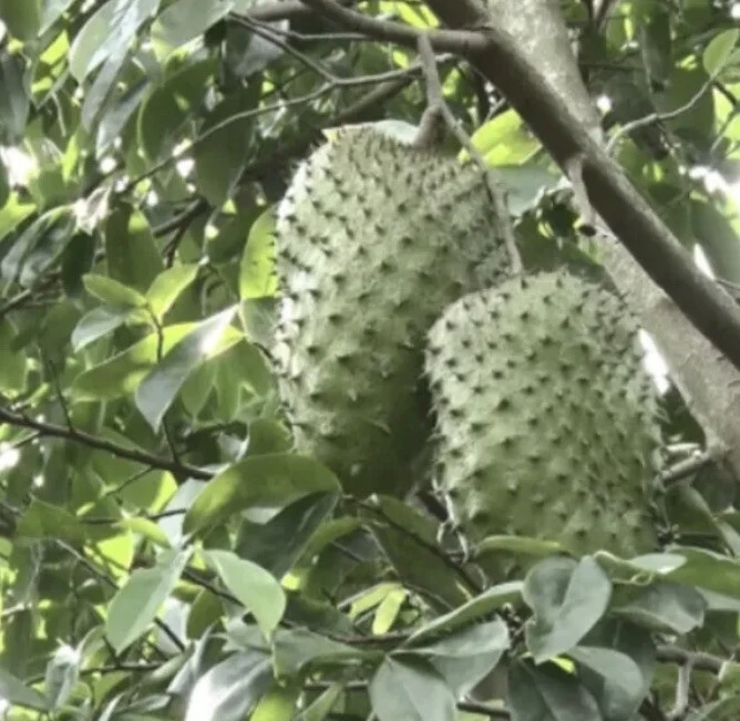 Soursop Guanabana Graviola Live Plant 9-14 in Potted Starter Tropical Outdoor - Image 7