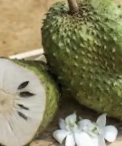 Soursop Guanabana Graviola Live Plant 9-14 in Potted Starter Tropical Outdoor - Image 8
