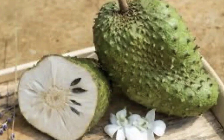 Soursop Guanabana Graviola Live Plant 9-14 in Potted Starter Tropical Outdoor - Image 8