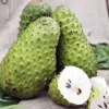 Soursop Guanabana Graviola Live Plant 9-14 in Potted Starter Tropical Outdoor - Image 1
