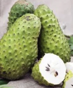 Soursop Guanabana Graviola Live Plant 9-14 in Potted Starter Tropical Outdoor - Image 1