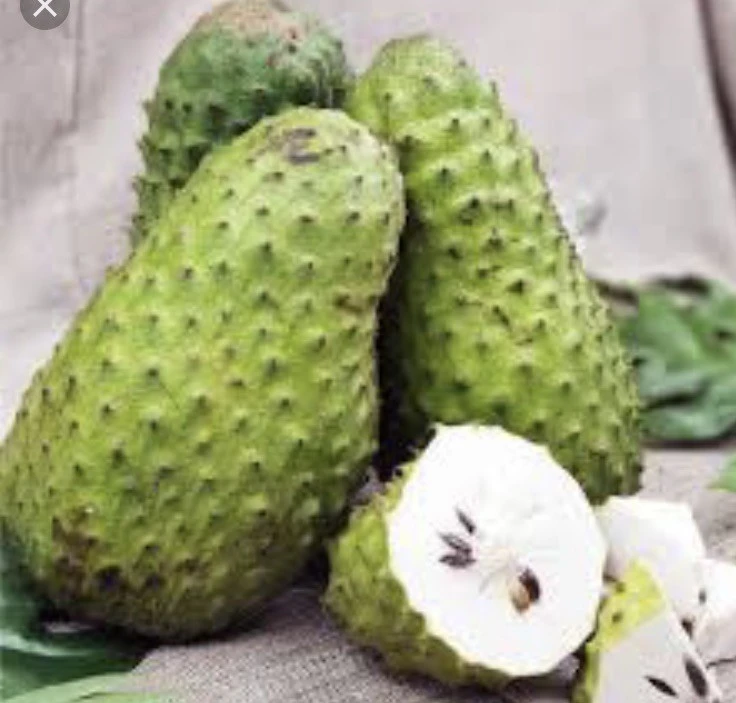 Soursop Guanabana Graviola Live Plant 9-14 in Potted Starter Tropical Outdoor - Image 1