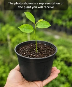 Soursop Guanabana Live Plant, Tropical Fruit Tree, 4-6 Inches Tall, 4 Inch Pot - Image 3
