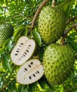 Soursop Guanabana Live Plant, Tropical Fruit Tree, 4-6 Inches Tall, 4 Inch Pot - Image 5